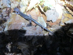 Plethodon wehrlei