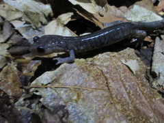 Plethodon wehrlei