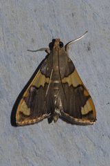 Rehimena phrynealis