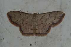 Idaea craspedota