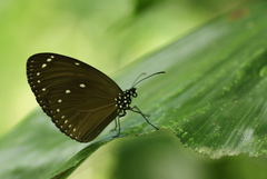 Euploea tulliolus ledereri