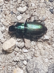 Harpalus affinis