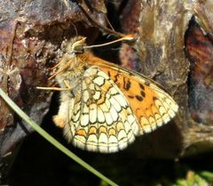 Melitaea parthenoides