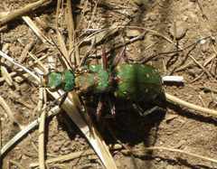 Cicindela