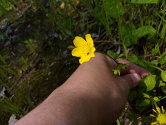 Ranunculus repens