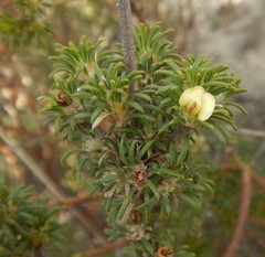 Phyllota pleurandroides