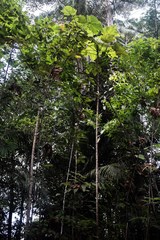 Artocarpus rigidus