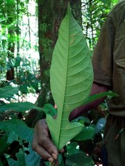 Artocarpus rigidus