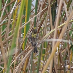 Ploceus manyar