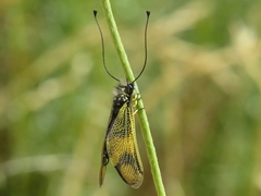 Libelloides longicornis