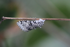 Lichnoptera decora