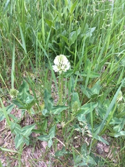 Trifolium ambiguum