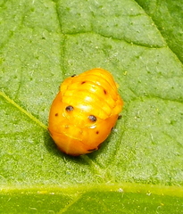 Coccinella septempunctata