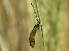 Libelloides longicornis