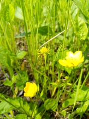 Ranunculus repens