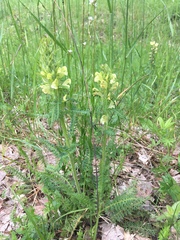 Pedicularis sibthorpii