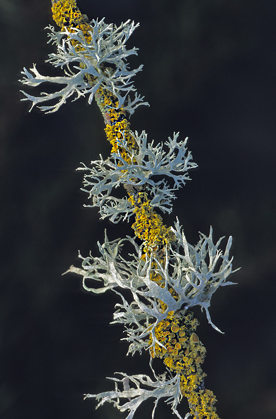oakmoss lichens