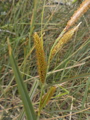 Carex hispida