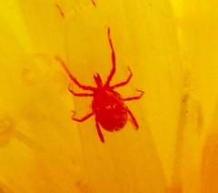 Balaustium