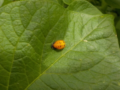 Coccinella septempunctata