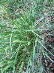 Carex baileyi