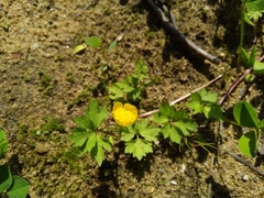 Ranunculus repens