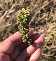 Acaena pinnatifida californica