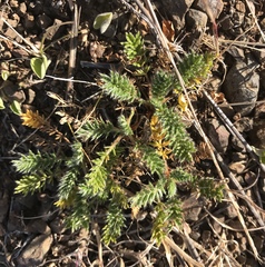 Acaena pinnatifida californica