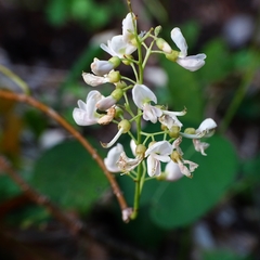 Derris trifoliata