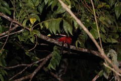 Cymbirhynchus macrorhynchos