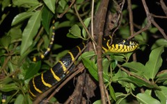 Boiga dendrophila