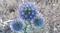 Echinops strigosus