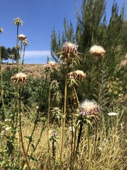 Silybum marianum