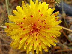 Balaustium