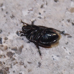 Macroscytus