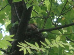 Coccothraustes coccothraustes