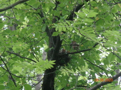 Coccothraustes coccothraustes