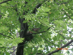 Coccothraustes coccothraustes