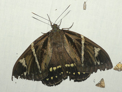 Castniidae