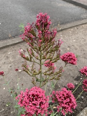 Centranthus ruber