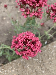 Centranthus ruber