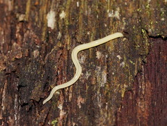 Fletchamia mediolineata