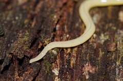 Fletchamia mediolineata