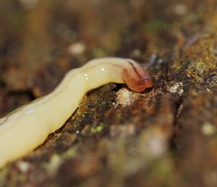 Fletchamia mediolineata