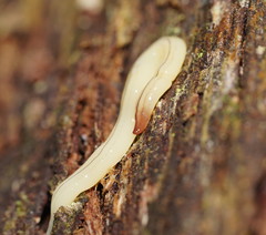 Fletchamia mediolineata