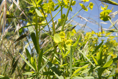 Euphorbia seguieriana