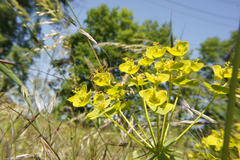 Euphorbia seguieriana
