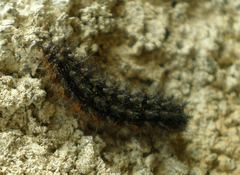 Melitaea phoebe