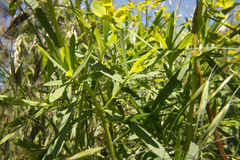 Euphorbia seguieriana