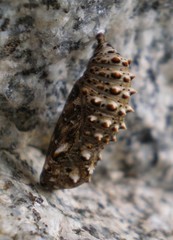 Melitaea phoebe